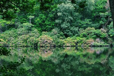 Scenic view of lake with trees in background