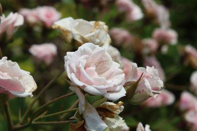 Close-up of white roses blooming outdoors