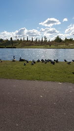 Birds perching on swan by lake against sky