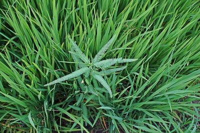 High angle view of grass on field
