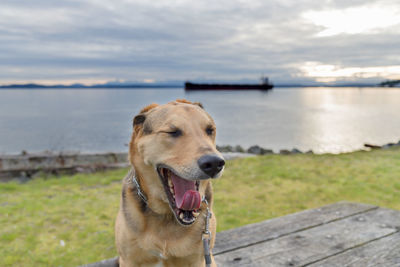 Close-up of german shepherd dog yawning against lake
