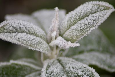 Close-up of frozen plant during winter