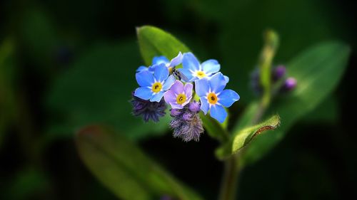 Close-up of purple flowering plant