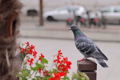 Close-up of bird perching on tree