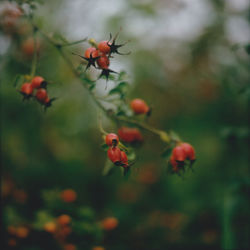 Close-up of red berries on plant