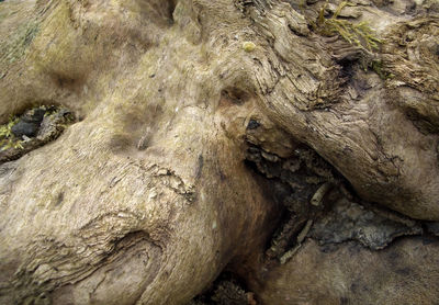 Full frame shot of tree trunk