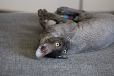 Portrait of cat relaxing on bed at home