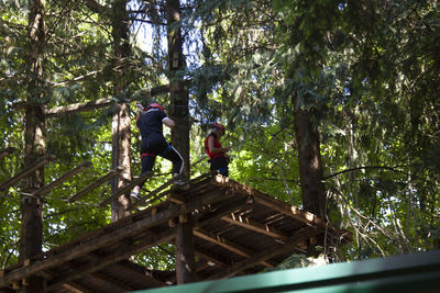 Low angle view of man climbing on tree in forest