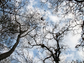 Low angle view of tree against sky