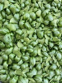 Full frame shot of green beans