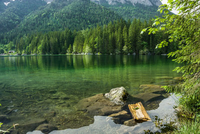 Scenic view of lake in forest