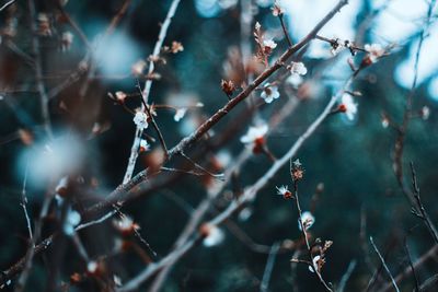 Close-up of plant on twig