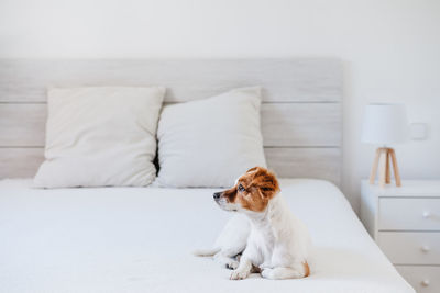 Cute small jack russell dog lying on bed at home looking by the window during daytime. pets indoors