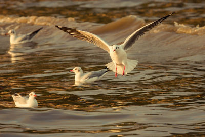 Birds on lake