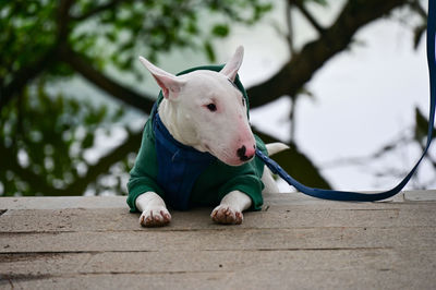 Close-up of dog standing on field