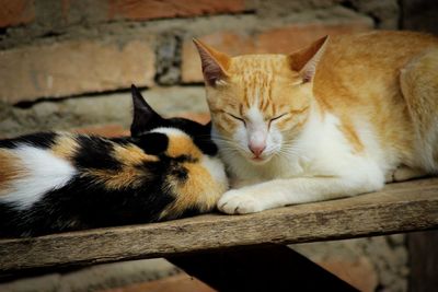 Close-up of a cat resting on wood