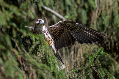 Close up of animal in forest