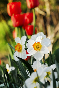 Close-up of white flowering plants