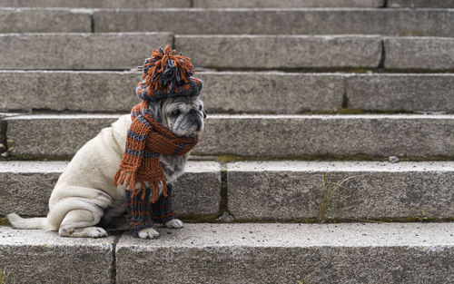 Full length of a dog sitting on staircase