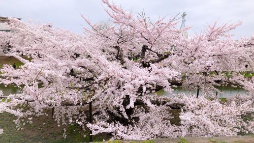 Pink cherry blossoms in spring