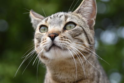 Close-up of cat outdoors