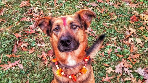 Close-up portrait of dog on grass