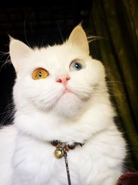 Close-up portrait of white cat