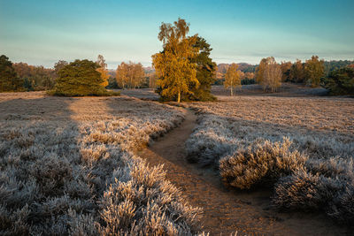 Scenic view of trees on field against sky