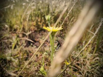 Close-up of flower