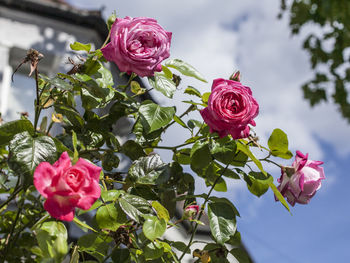 Close-up of pink rose bouquet