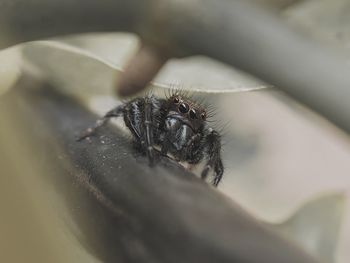 Close-up of spider