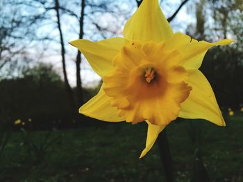 Close-up of yellow flower