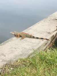 View of lizard on land against sky