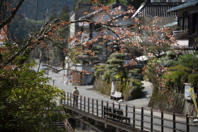 View of trees and building