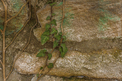 Close-up of lizard on tree trunk