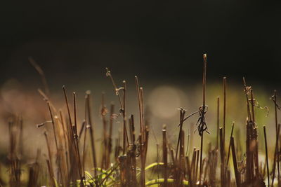 Close-up of plants growing on field against sky