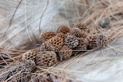 Close-up of dry flowers