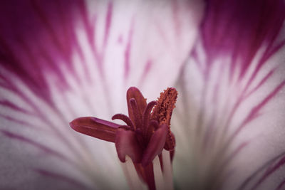 Close-up of pink flower