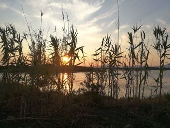 Silhouette plants by lake against sky during sunset