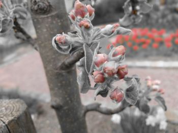 Close-up of fruits on tree