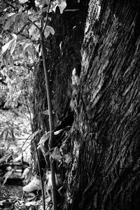 Close-up of lizard on tree trunk