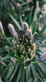 Close-up of flowers