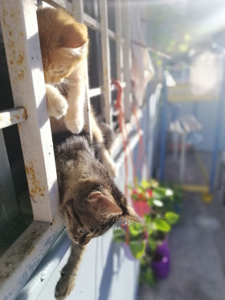 CLOSE-UP OF A CAT SLEEPING IN A DOG