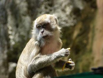 Close-up of monkey at batu caves in malaysia