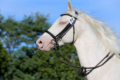 Close-up of horse