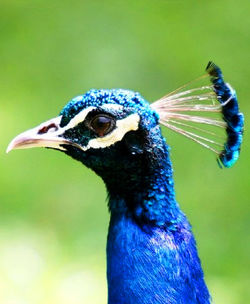 Close-up of peacock