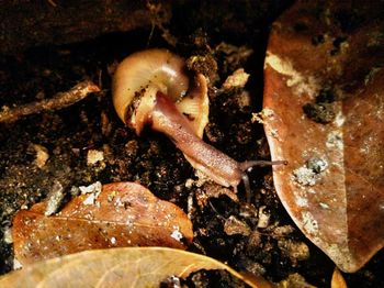 High angle view of mushrooms