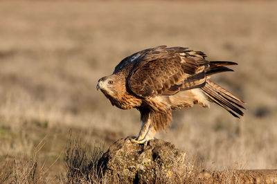 Close-up of bird perching on a field