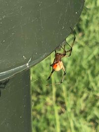 Close-up of spider on web