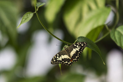 Close-up of butterfly on leaf